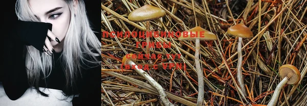 PSILOCYBIN Дмитровск